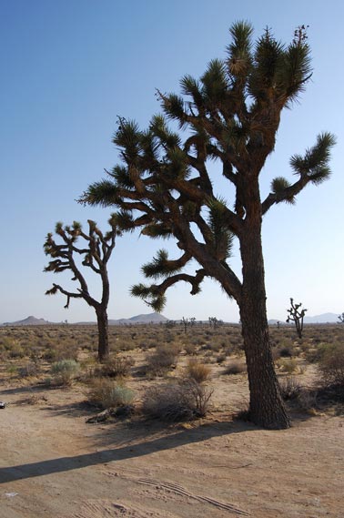 Joshua-Trees-in-the-Mojave-Desert,-CA.jpg